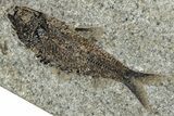 Multiple Fossil Fish (Knightia) Plate - Wyoming #309854-3